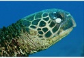 2095_green turtle.jpg
